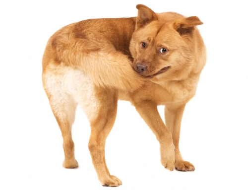 when the tail wags the dog