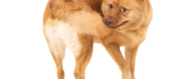 Buckaroo Marketing - Dog & Tail